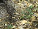 photo thumbnail #12