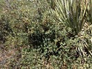 2014-05-11 :2: Whiskey Bottle Trail - MSPN :: New2hyk