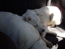 photo thumbnail #13