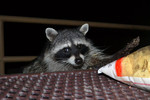 photo thumbnail #1