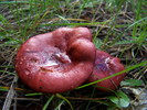 photo thumbnail #9