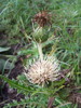 photo thumbnail #14