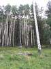 photo thumbnail #15