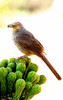 photo thumbnail #6