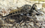 photo thumbnail #6