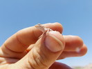 photo thumbnail #11