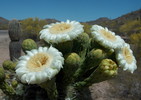 photo thumbnail #13