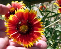 photo thumbnail #11