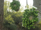 photo thumbnail #5