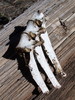 photo thumbnail #4