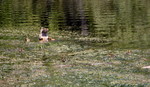 photo thumbnail #14