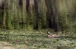photo thumbnail #15