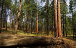 photo thumbnail #9