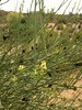 2014-05-18 :2: Cone Mountain Loop - MSPN :: New2hyk