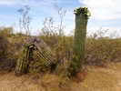 photo thumbnail #6