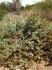 2014-05-18 :2: Cone Mountain Loop - MSPN :: New2hyk
