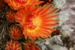 photo thumbnail #11