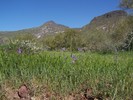 photo thumbnail #8