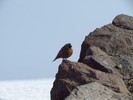 photo thumbnail #12