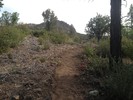 2014-05-23 :1: Thumb Butte Trail #33 :: kingsnake
