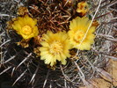 photo thumbnail #11