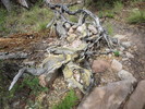 photo thumbnail #5