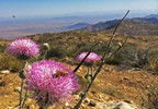 photo thumbnail #7