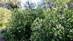 photo thumbnail #12