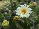 photo thumbnail #4