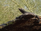 photo thumbnail #4