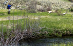 photo thumbnail #15