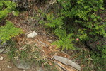 photo thumbnail #8