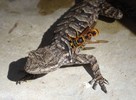 photo thumbnail #6
