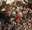 photo thumbnail #5