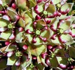 photo thumbnail #12