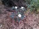 photo thumbnail #15