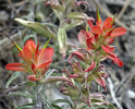 photo thumbnail #12