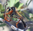 photo thumbnail #4