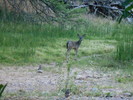 photo thumbnail #5
