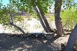 photo thumbnail #4