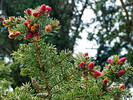 2014-05-24 :2: Railroad Grade Trail #601 :: tibber