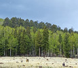 photo thumbnail #15