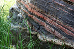 photo thumbnail #9