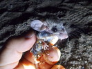 photo thumbnail #8