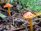 photo thumbnail #10