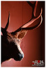 photo thumbnail #11