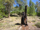 2014-06-04 :1: Mount Union - Bradshaw Mountains :: kingsnake