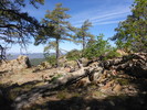 2014-06-04 :1: Mount Union - Bradshaw Mountains :: kingsnake
