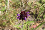 photo thumbnail #13