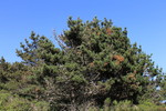 photo thumbnail #15